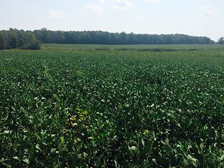 Property photo 6 - REAL ESTATE AUCTION - 56.7+/- ACRES OFFERED IN 3 TRACTS IN STEUBEN COUNTY